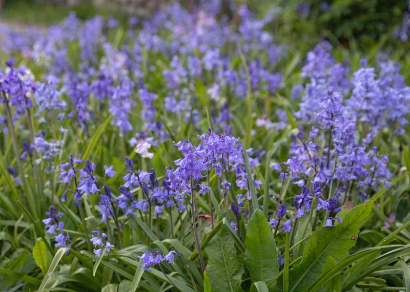 Bluebell flowers in bloom in Wales