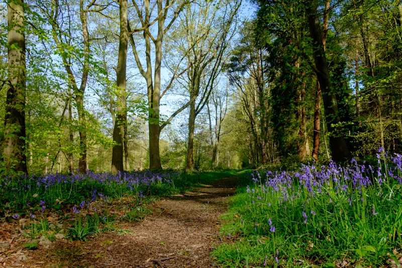Bluebell woods in Clumber Park, near Workshop, Nottinghamshire, England, UK