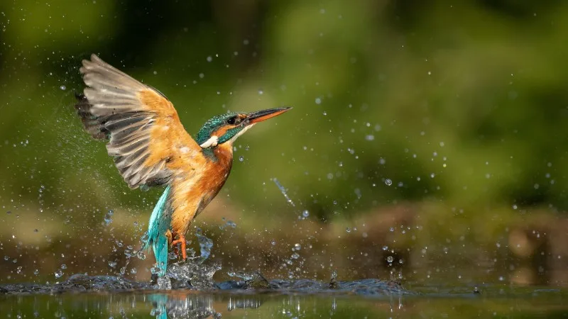 Female Kingfisher emerging from the water after an unsuccessful dive to grab a fish.