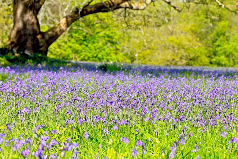 A mass of bluebells under the trees at Enys Gardens, Penryn, Cornwall, England, UK
