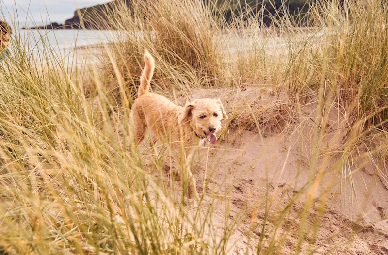 Dog walking through the grassy sand dunes on a UK beach