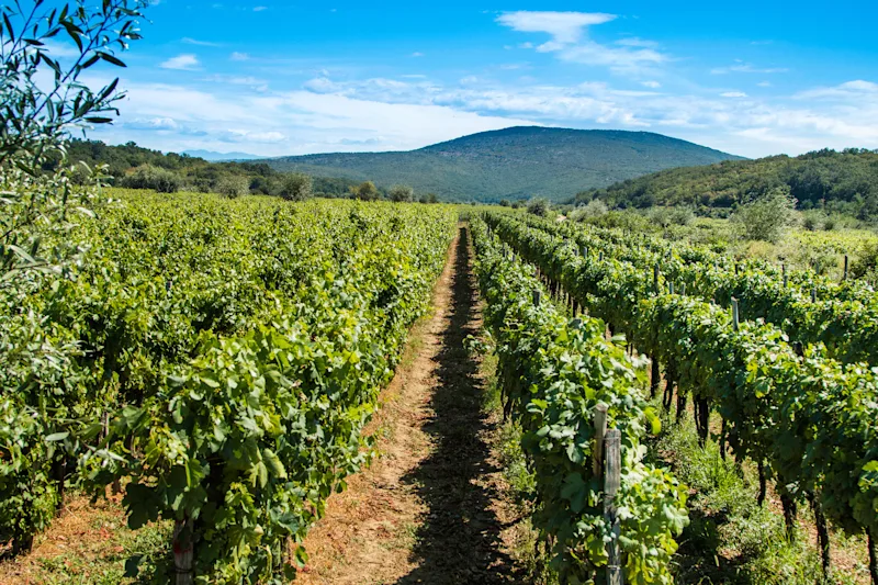 Vineyard in Krk