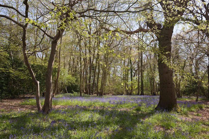 Bluebells in the Suffolk woodlands, England, UK