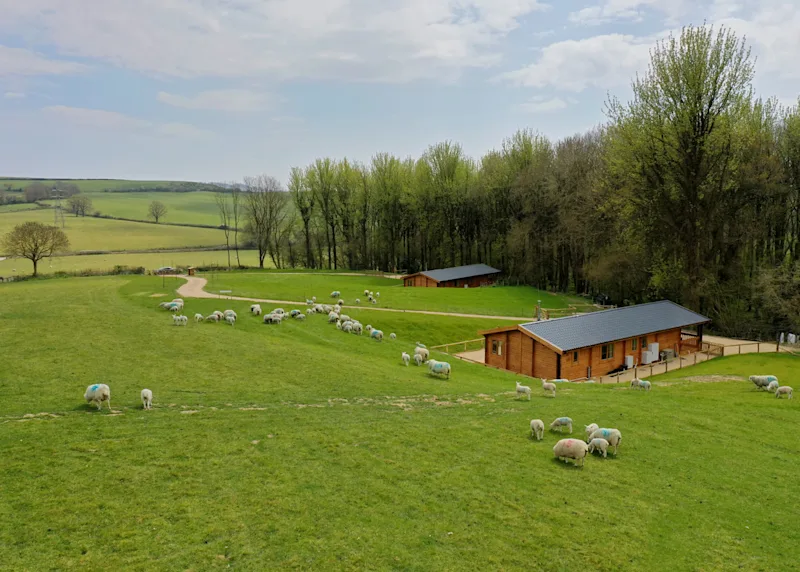Woodland lodges surrounded by sheep at Peckmoor Farm Lodges (PECK) in Crewkerne, Dorset/Somerset border, England, UK
