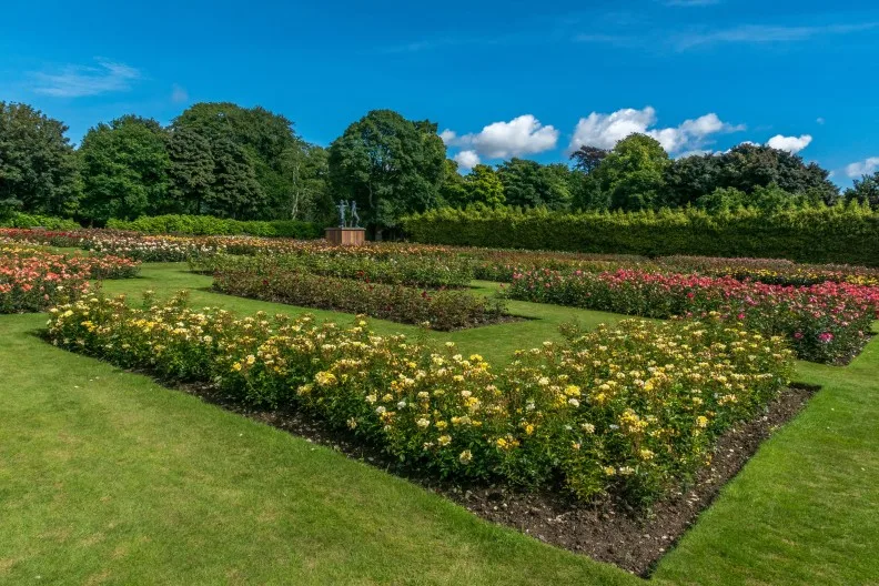 Rose garden in Hazlehead Park, Aberdeen, Aberdeenshire, Scotland, UK
