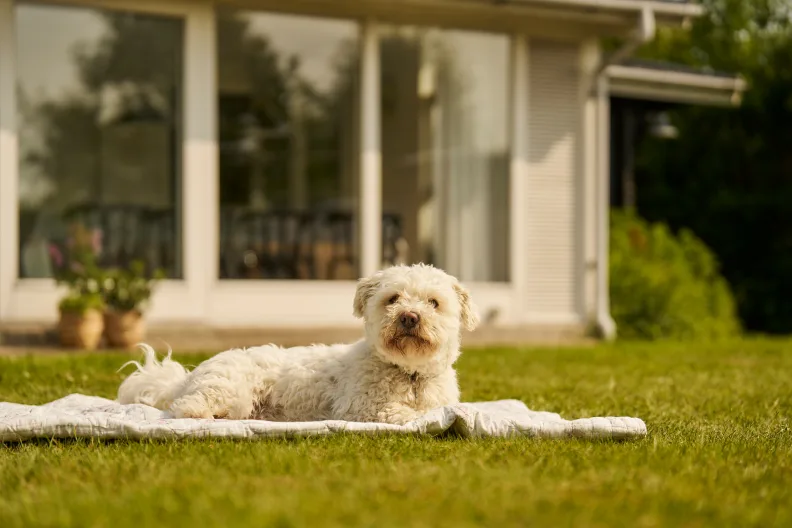 Ein weißer, kleiner Hund liegt auf einer Decke auf einer Wiese vor einem Ferienhaus.
