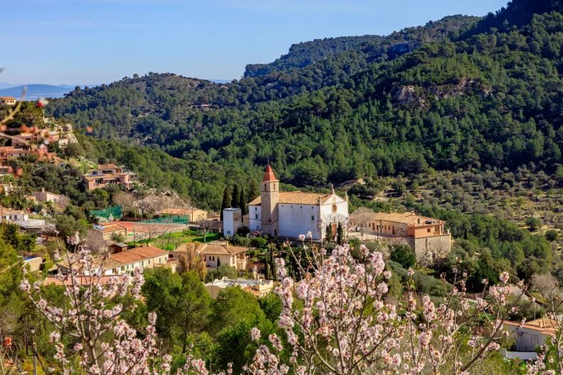Mandelblüten auf Mallorca.