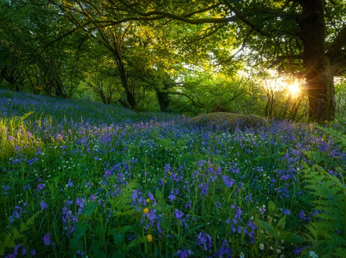 Spring sunset of woodland bluebells growing wild on Dartmoor National Park, Devon,