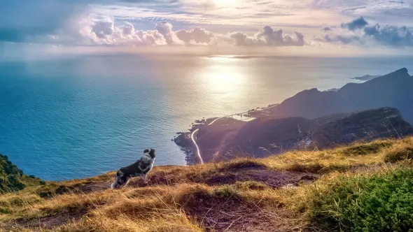 Ferienhaus Norwegen mit Hund