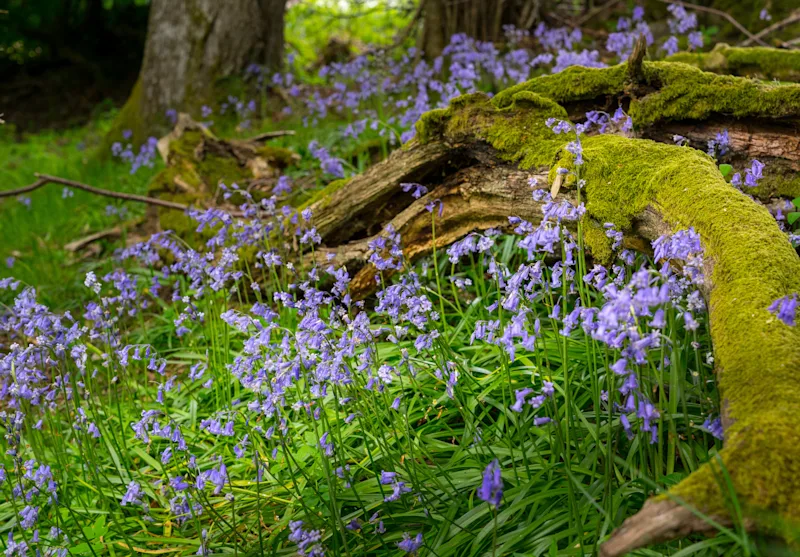 Close-up of Scottish bluebells in the woods
