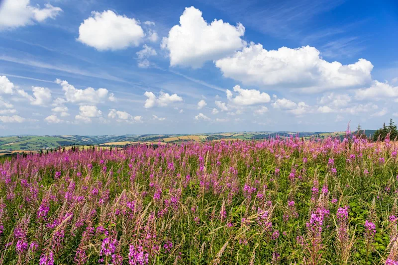 A sea of purple fireweed in July, on Bury Ditches in the Shropshire Hills, England, UK