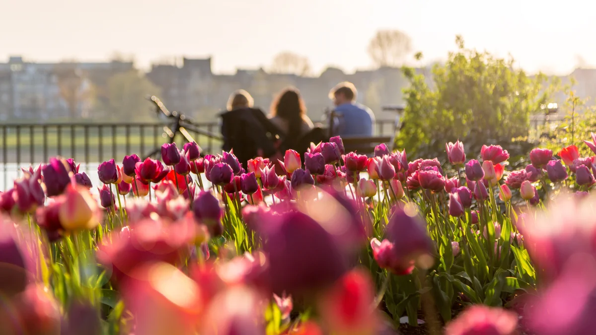 Tulpenbeet mit Personen an einem Fluss im Hintergrund.