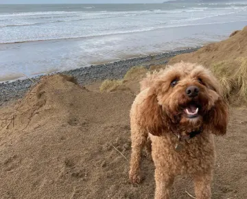 Devon