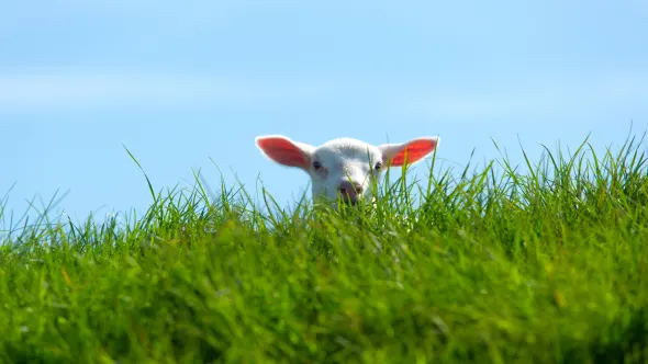 Ferienwohnung Ostsee