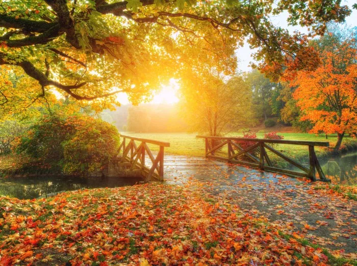 Schöne Herbstlandschaft im Park.