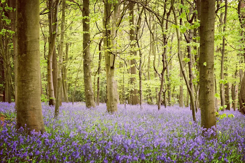 Bluebells in bloom in Chantry Woods, near Guildford, Surrey, England, UK
