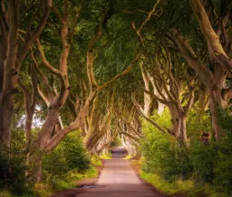 The Dark Hedges
