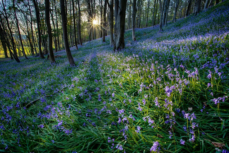 Bluebells at sunset in Margam Woods, in Margam Country Park, Port Talbot, South Wales, UK