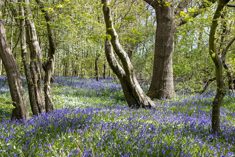 Carpet of bluebells on the Arlington Bluebell Walk, East Sussex, England, UK