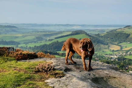 A chocolate brown working cocker spaniel on top of Curbar Edge, Derbyshire Dales, Peak District, Derbyshire, England, UK
