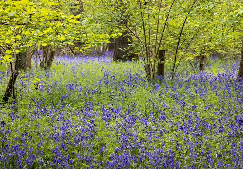Bluebells in Ashridge Estate, Berkhamsted, Hertfordshire, England UK