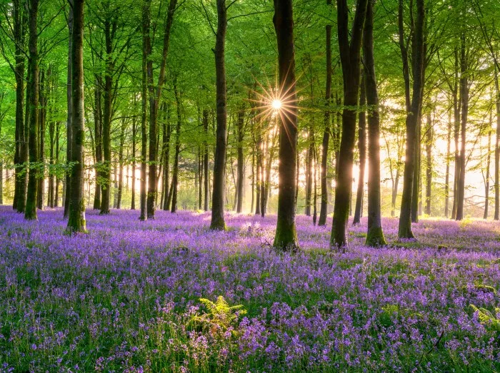 Vibrant blooming carpet of bluebells on the forest floor in a beautiful British woodland at sunrise.