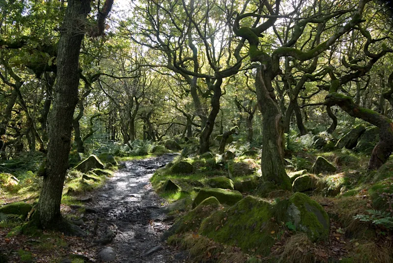 Twisted trees in the woods at the Longshaw Estate near Sheffield, in the Peak District, Derbyshire, England, UK