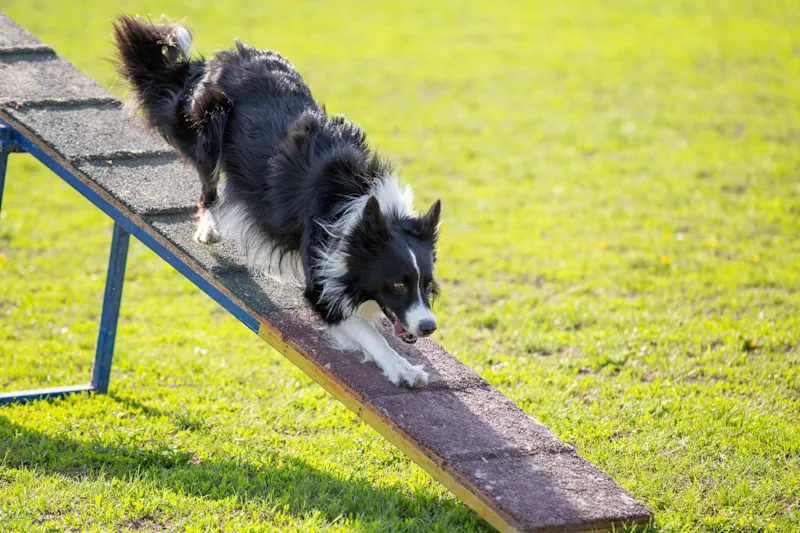 Border Collie going down a ramp on a dog agility course