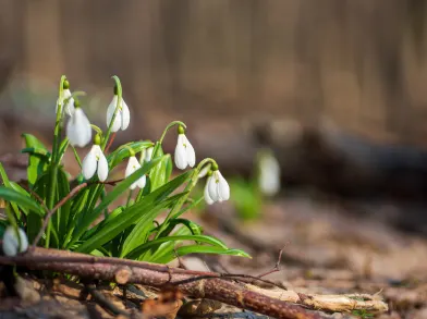 Snowdrops