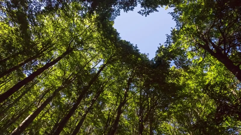 Forest with Heart Shaped Blue Sky