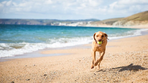 Labrador running along the beach with a tennis ball in its mouth