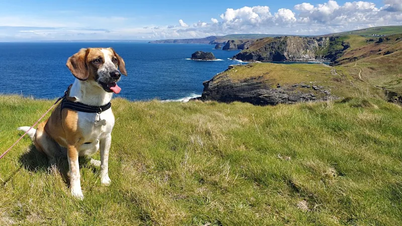 Dog on a clifftop with the sea and coastline behind, UK