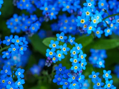 Forget-me-not