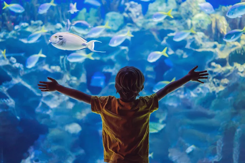 Child looking at the fishes in an aquarium, with his hands pressed up against the glass