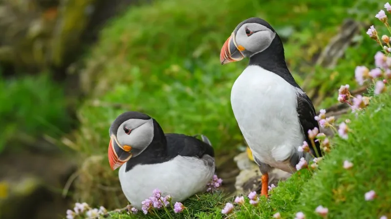 Atlantic Puffin - Fratercula arctica, Shetlands,