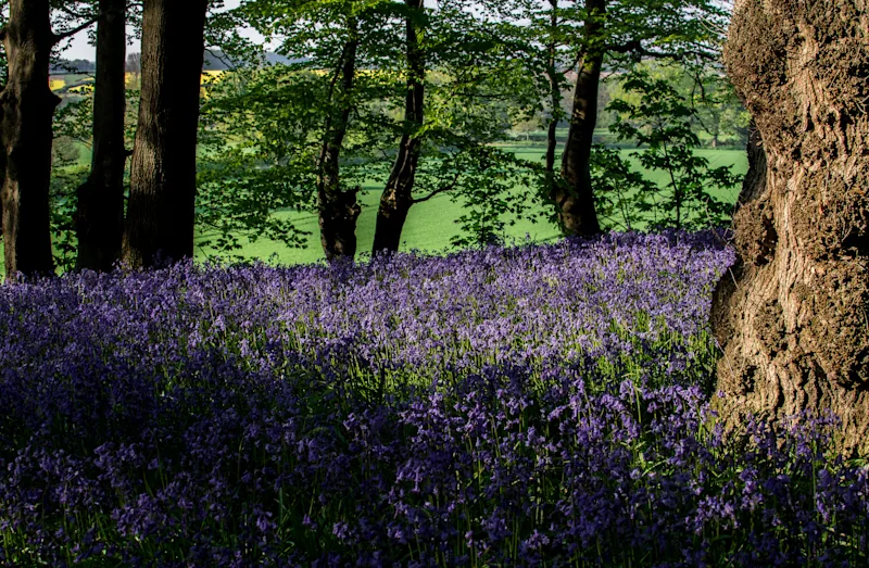 Bluebells at Blickling Estate, Aylsham, Norfolk, England, UK, by Rob Stephens
