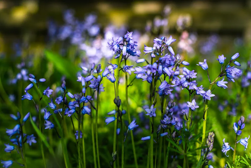 Bluebells in the woods in Scotland