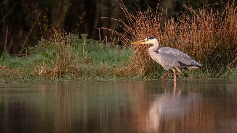 Watchful heon in water at riverbank