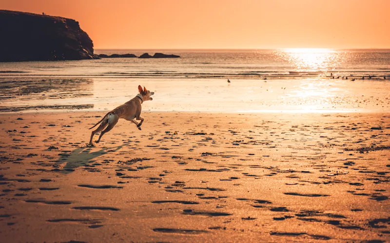 Dog leaping on the beach at Treyarnon Bay at sunset, Cornwall, UK