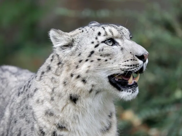 Snow Leopard Close-up