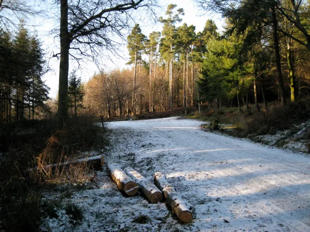 Snow on the ground at Haldon Forest Park in winter in Devon, England, UK