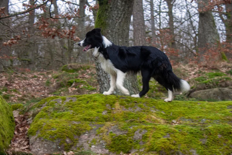 Border Collie, Almindingen, Bornholm, Ekkodalen