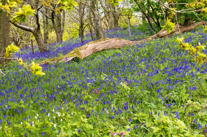 Bluebell woods at Killerton House and Gardens, near Exeter, Devon, England, UK, by Keith Bowden