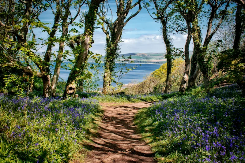 Bluebells in Culzean Castle Country Park, Ayrshire, Scotland, UK