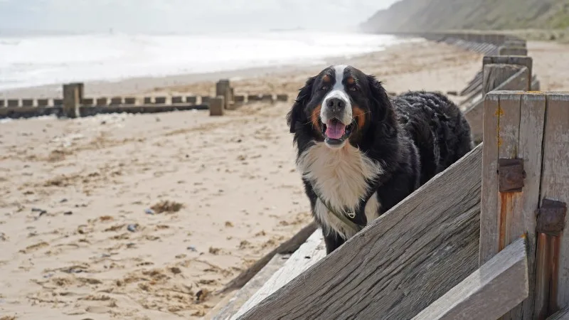 Large dog standing on the wooden sea defenses on the beach in Norfolk