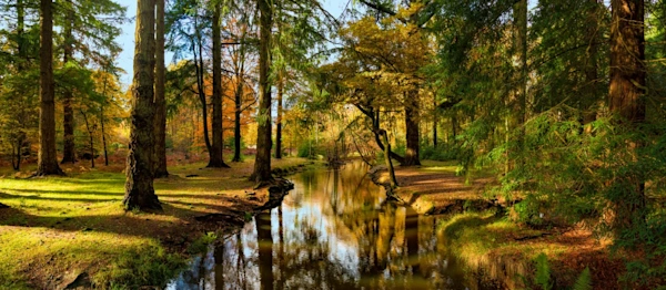 New Forest Trees