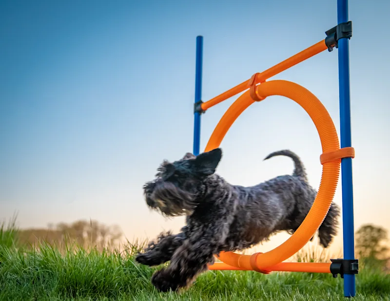 Little black dog jumping through a hoop on a dog agility course at sunset