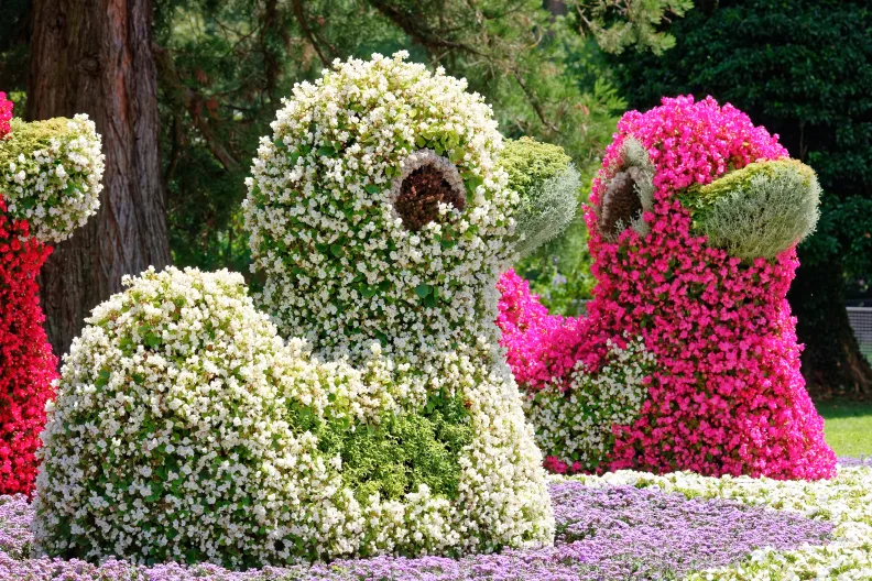 Enten aus Blumen auf der Insel Mainau.