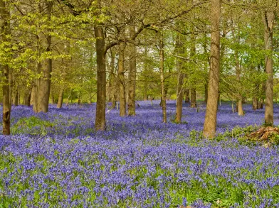 Bluebells