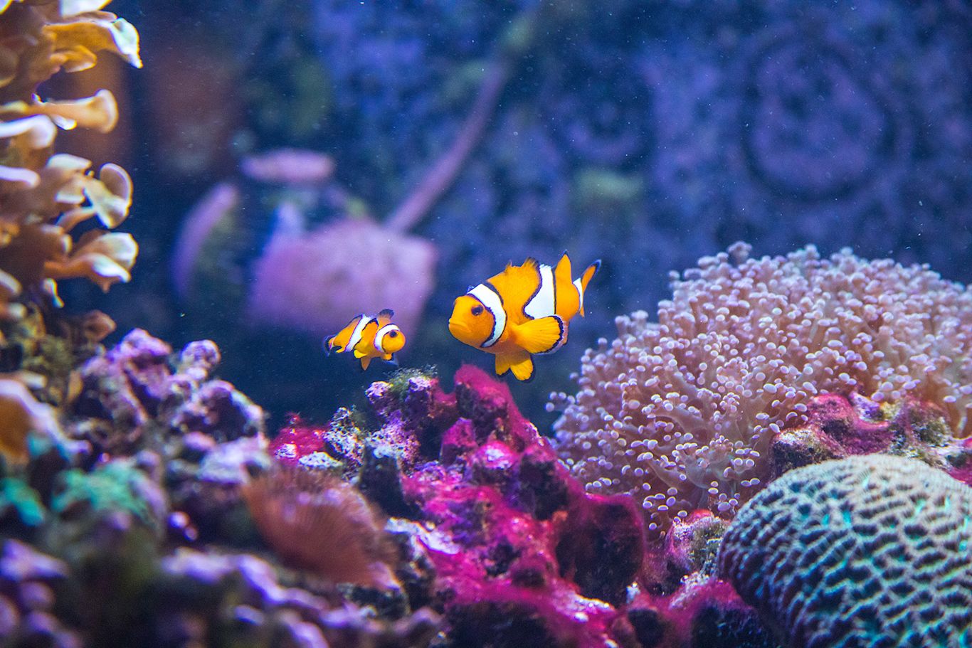 Särkänniemi Aquarium Särkänniemi Aquarium
